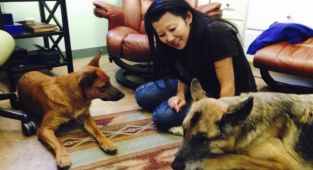 Trainer reveals fate of Gene Hackman's surviving dogs