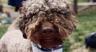 Adorable puppy killed by unexpected décor in ritzy apartment building
