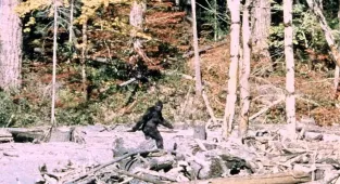 Bigfoot's shocking SEX secret revealed by expert