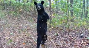 Bizarre story of disabled bear that walks like a human