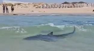 Crowd watch as swimmer mauled in the sea and feared dead off Israel