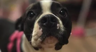 Cruel reason adorable Boston terrier was surrendered to animal shelter