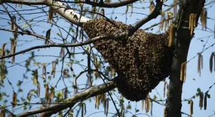 DC residents warned to steer clear of bridge plagued by swarm of BEES