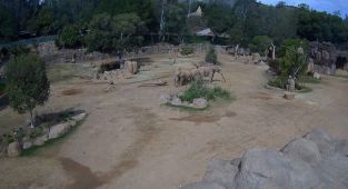 Elephant herd in zoo reacts to California earthquake to protect their young