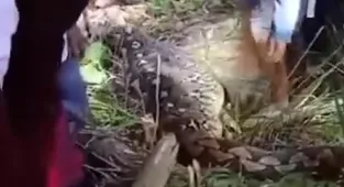 Grandmother found whole inside the belly of a snake in Indonesia