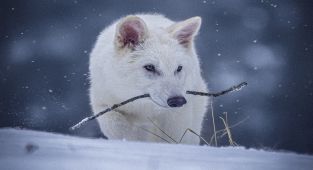 Has the dire wolf come back to life? Here is what we know