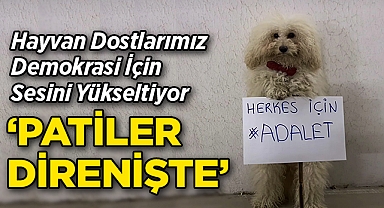 Hayvan Dostlarımız Demokrasi İçin Sesini Yükseltiyor: 'Patiler Direnişte'