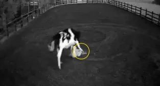 Horrifying moment cow tramples woman, 20, in attack