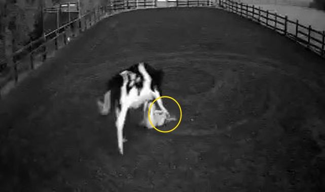 Horrifying moment cow tramples woman, 20, in attack