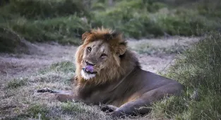 Horror as 14-year-old girl killed by lion in Kenya