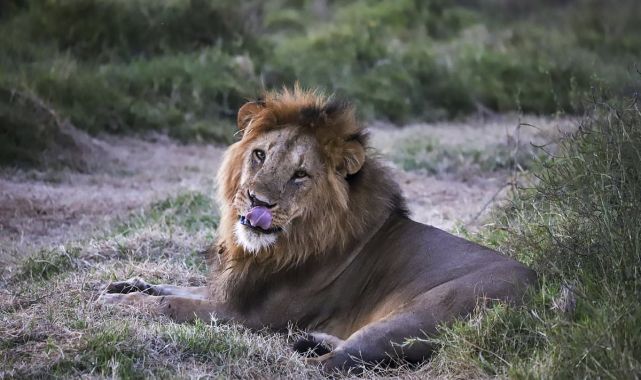 Horror as 14-year-old girl killed by lion in Kenya