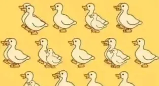 How many ducks can you see in 30 seconds