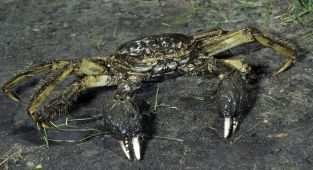 Invasive creature that can climb 13ft walls found in Pacific Northwest