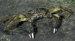 Invasive creature that can climb 13ft walls found in Pacific Northwest