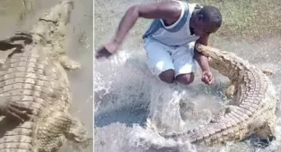 Karma as man yanks 10ft croc's tail before the beast snaps back