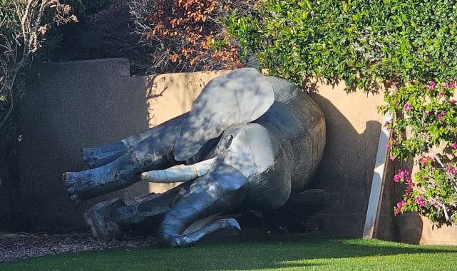 Local calls 911 after spotting 'dead' elephant