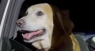 Loyal Labrador reunites with owner 10 days after tornado ruined home