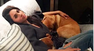 Meghan Markle's animal kingdom including chicken from Ellen DeGeneres