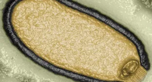 Melting Arctic ice could free zombie viruses and trigger new pandemic