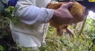 Moment cop saves chicken called Polly abducted amid break-up