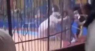 Moment tiger mauls circus performer in front of screaming crowd