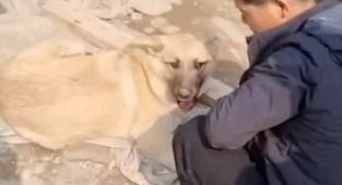 North Koreans stroking dog beside cooking pot spark pet eating fears