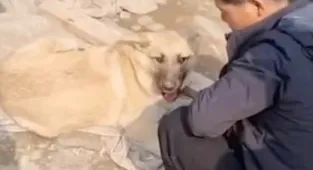 North Koreans stroking dog beside cooking pot spark pet eating fears