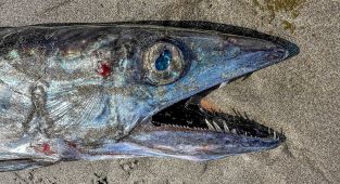 Rare 5-foot-long 'Twilight Zone' fish washes up on Oregon shore