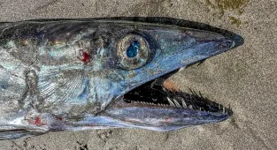 Rare 5-foot-long 'Twilight Zone' fish washes up on Oregon shore