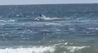 Remains found after father is savaged by shark off an Israeli beach