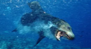 Scientists crack case of 'demonic' sea lions terrorizing West Coast