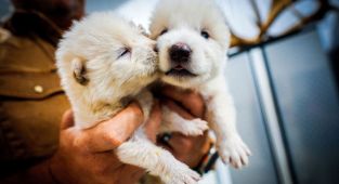 Scientists help birth Dire Wolves 12,500 years after they became extinct