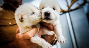 Scientists help birth Dire Wolves 12,500 years after they became extinct