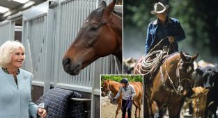 Scientists say horses UNDERSTAND what we're talking about