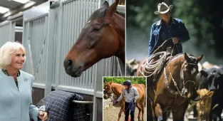 Scientists say horses UNDERSTAND what we're talking about