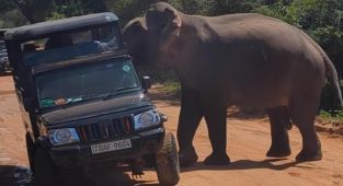 Shocking footage shows ferocious elephant attacking tourists