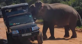 Shocking footage shows ferocious elephant attacking tourists