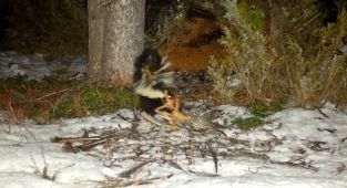 Skunk caught dragging roadkill into mountain lion's den