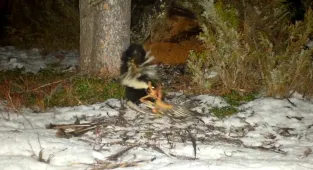 Skunk caught dragging roadkill into mountain lion's den