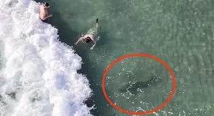 Terrifying moment shark swims up on two unsuspecting snorkelers