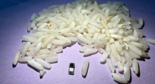 The world's smallest pacemaker is dwarfed by a grain of rice