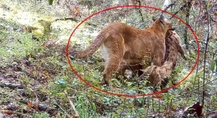 Trail cam captures up-close intimate moment of an apex predator