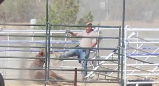 Vet vanishes days after video of him abusing horse goes viral