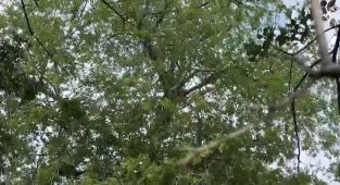 What caught the attention of ICE agents in this Texas backyard tree?