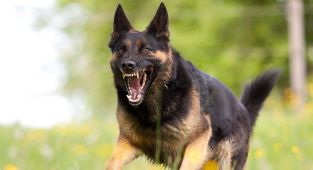 10 most aggressive dog breeds revealed - with some surprising results