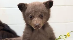 America's cutest bear cub is thriving in shelter after being abandoned