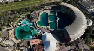 Are French officials dooming orcas and dolphins to die?
