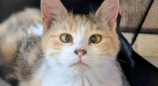 Cat EVICTED from Texas library where she lived after local complained