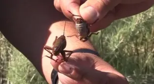 Chaos as biblical plague of cannibal crickets invades US state