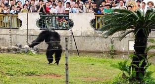 Chimpanzee hurls ROCK at spectators injuring guest at Chinese zoo